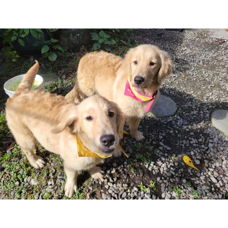 販売中の三重県のゴールデンレトリーバー-415553の5枚目