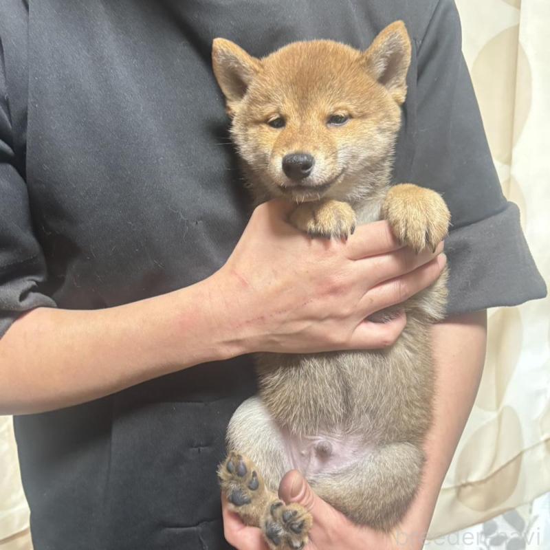 販売中の香川県の豆柴-430242の2枚目