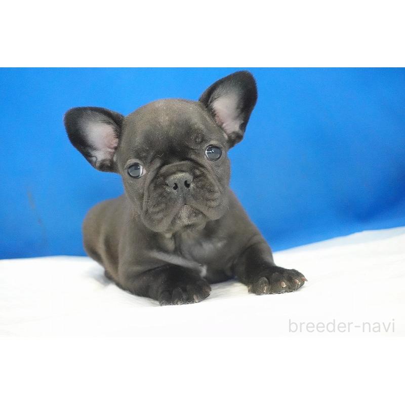成約済の愛知県のフレンチブルドッグ-427745の18枚目