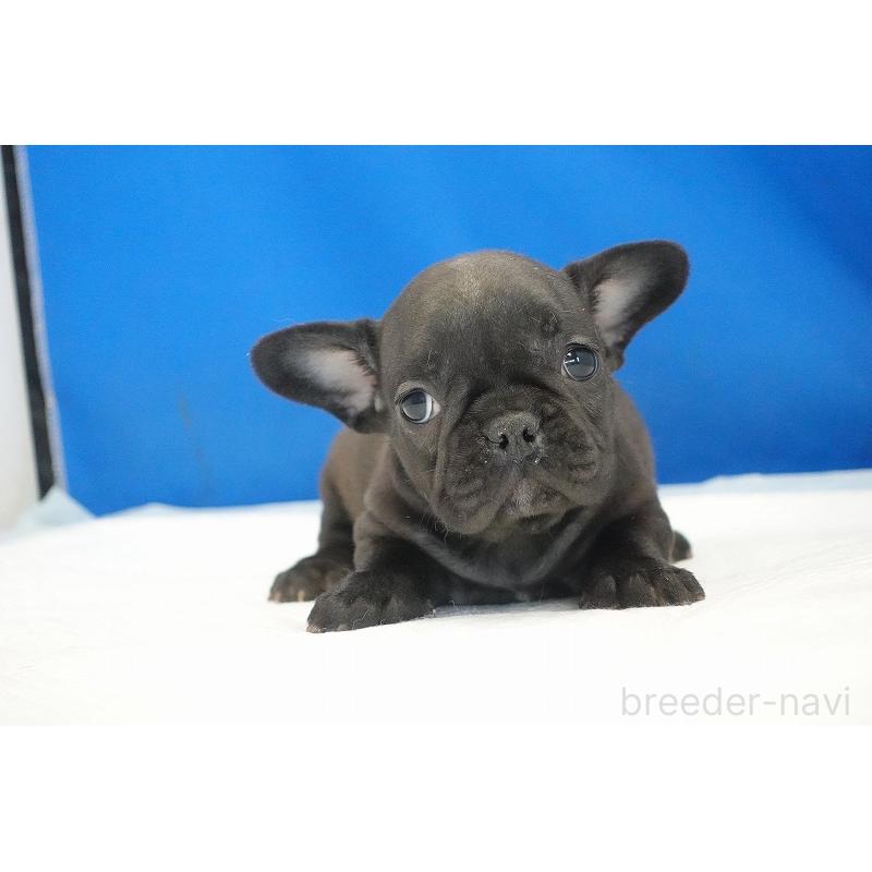 成約済の愛知県のフレンチブルドッグ-427745の17枚目
