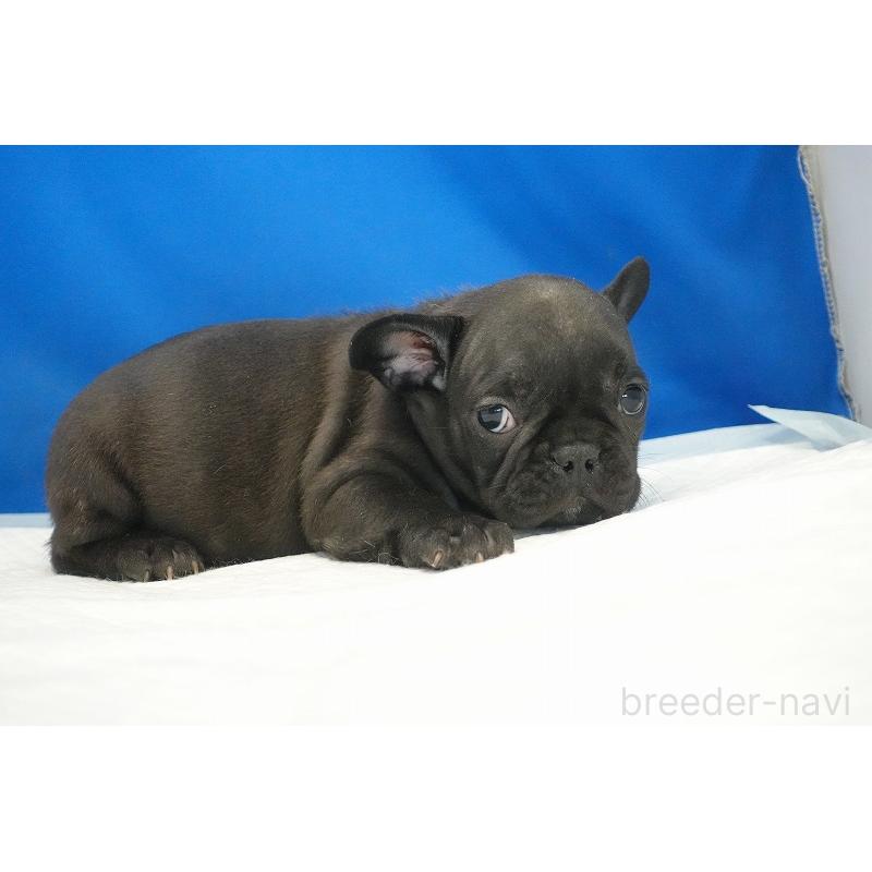 成約済の愛知県のフレンチブルドッグ-427745の15枚目