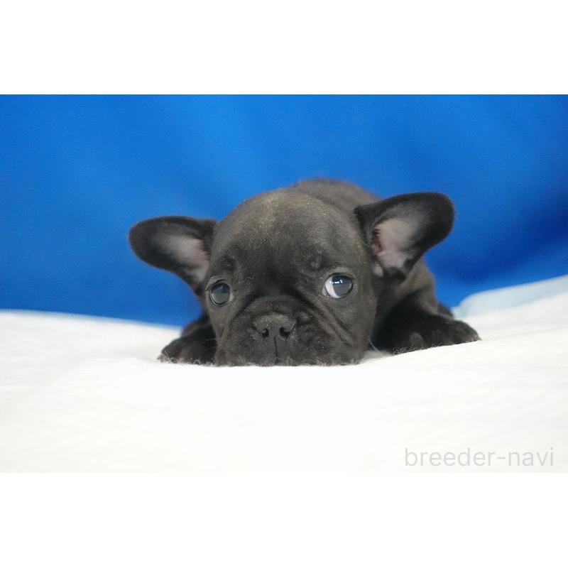 成約済の愛知県のフレンチブルドッグ-427745の14枚目