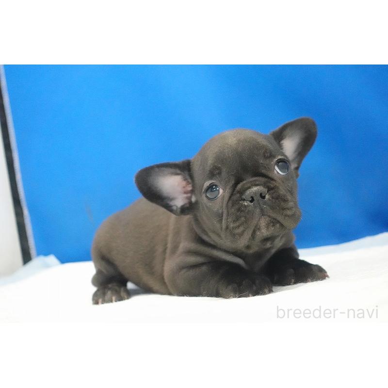 成約済の愛知県のフレンチブルドッグ-427745の12枚目