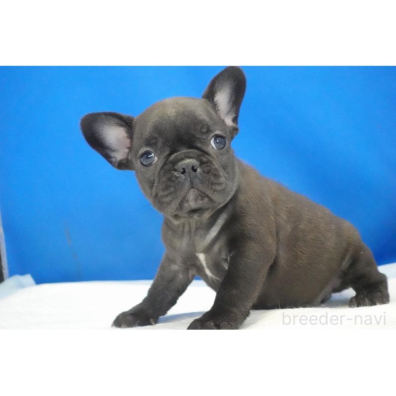 成約済の愛知県のフレンチブルドッグ-427745の11枚目