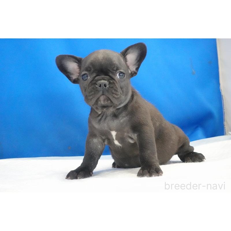成約済の愛知県のフレンチブルドッグ-427745の10枚目