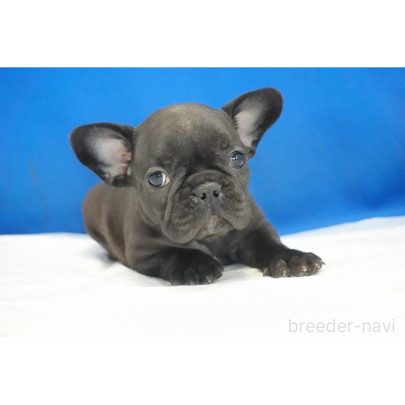 成約済の愛知県のフレンチブルドッグ-427745の7枚目