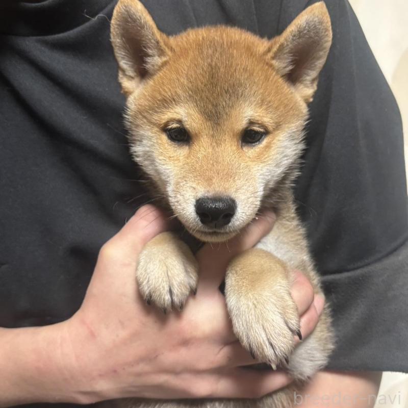 販売中の香川県の豆柴-430243の5枚目