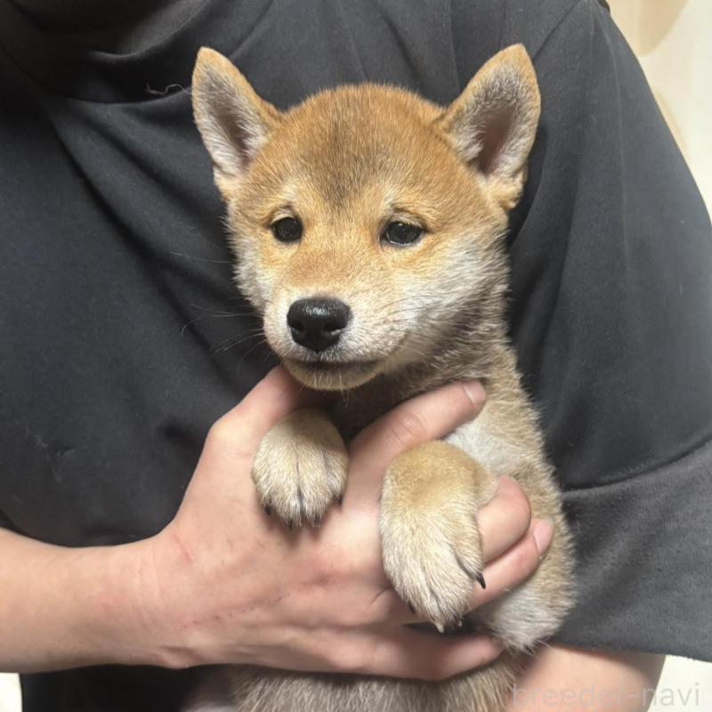 販売中の香川県の豆柴-430243の4枚目