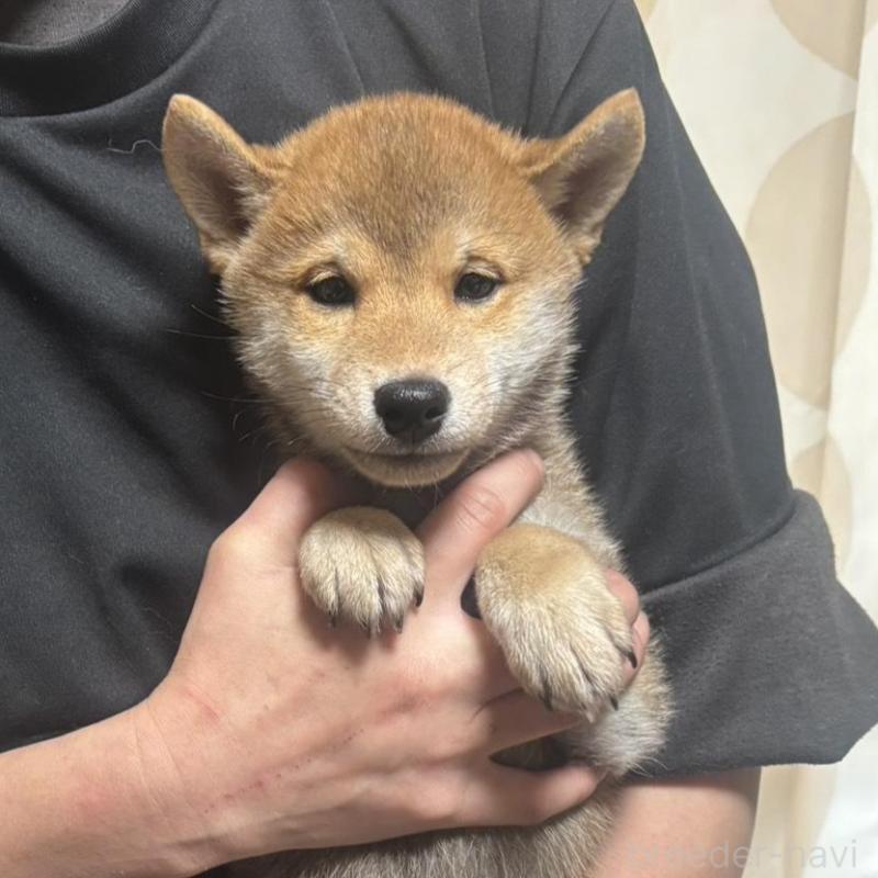 販売中の香川県の豆柴-430243の3枚目