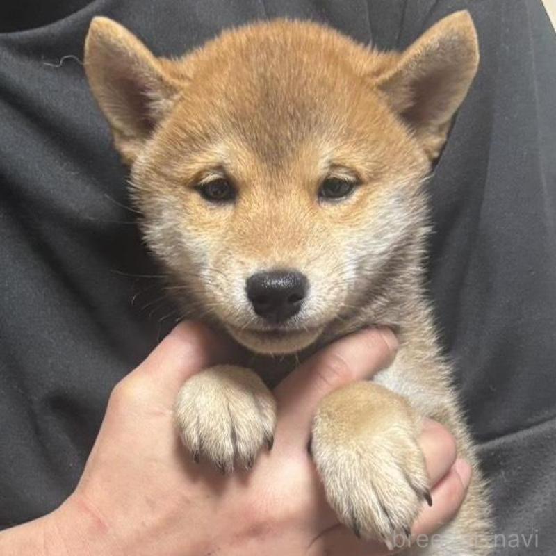 販売中の香川県の豆柴-430243の2枚目