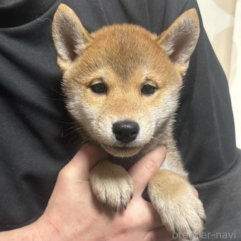 販売中の香川県の豆柴-430243
