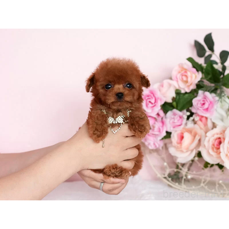 販売中の東京都のティーカッププードル-430249の4枚目