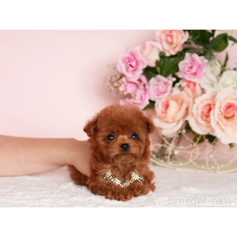 販売中の東京都のティーカッププードル-430249の3枚目