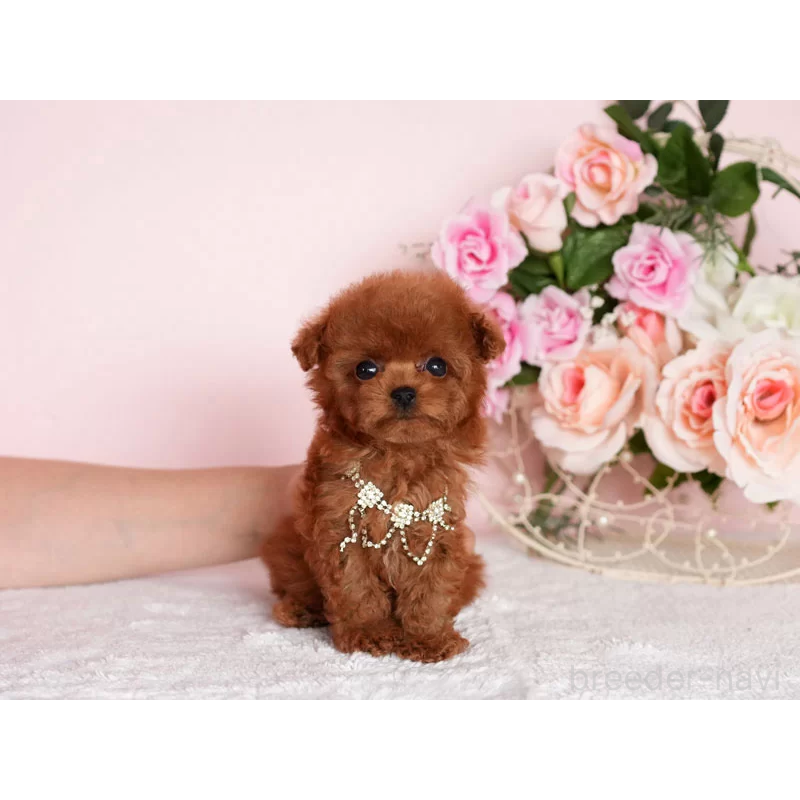 販売中の東京都のティーカッププードル-430249の2枚目