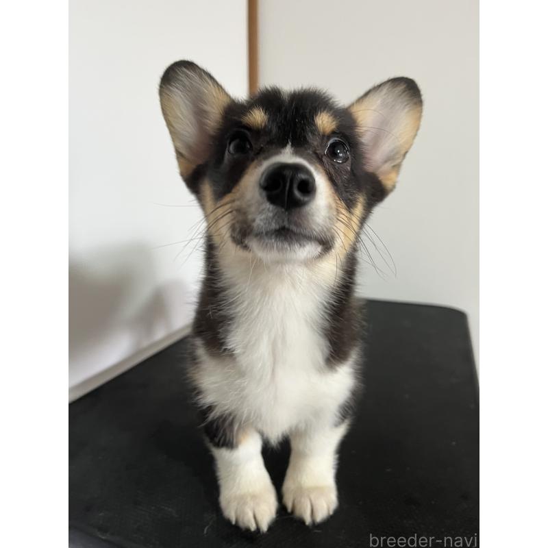 販売中の和歌山県のウェルシュコーギーペンブローク-418659の12枚目