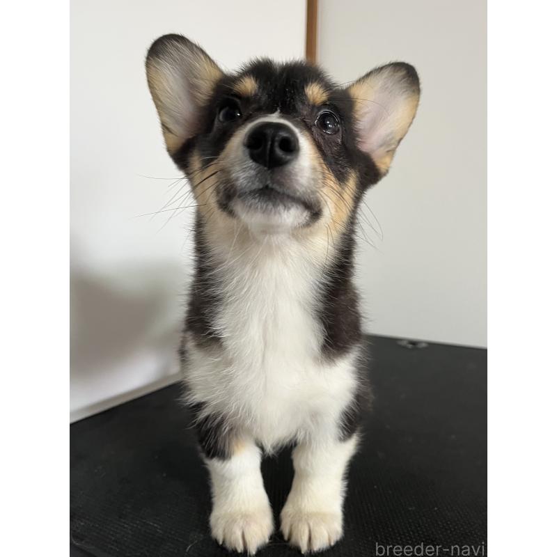 販売中の和歌山県のウェルシュコーギーペンブローク-418659の11枚目