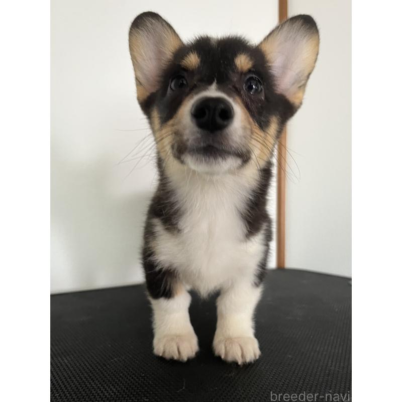 販売中の和歌山県のウェルシュコーギーペンブローク-418659の10枚目