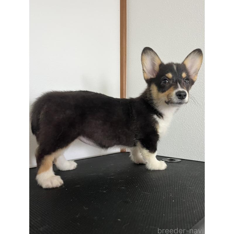 販売中の和歌山県のウェルシュコーギーペンブローク-418659の9枚目
