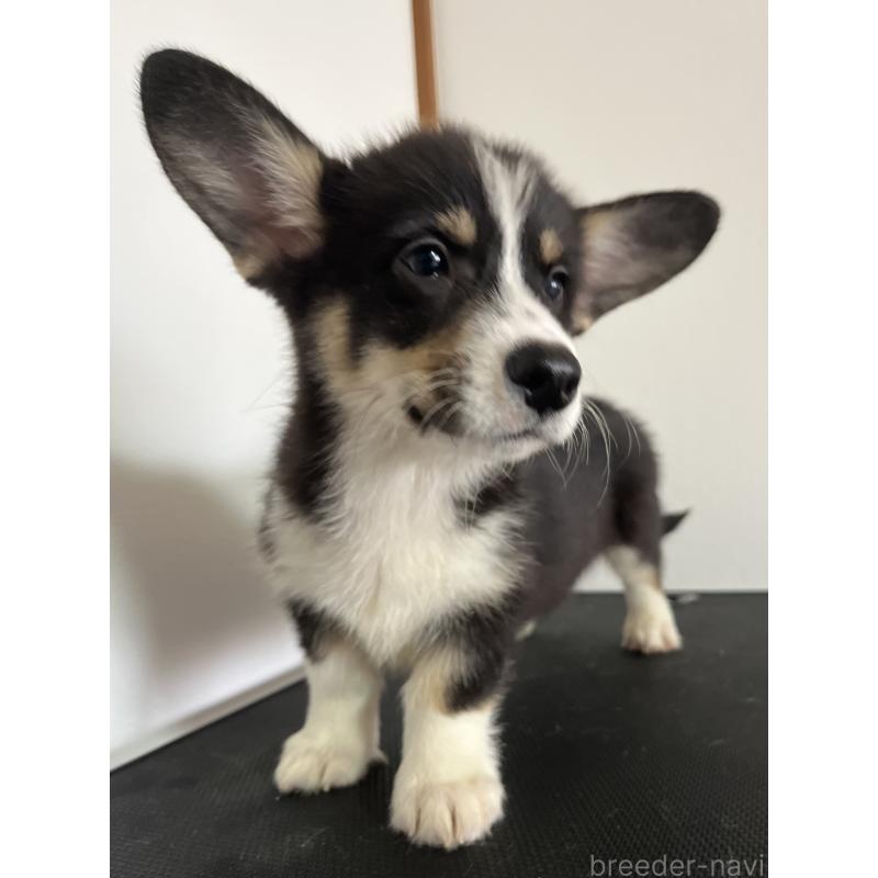 販売中の和歌山県のウェルシュコーギーペンブローク-418663の15枚目