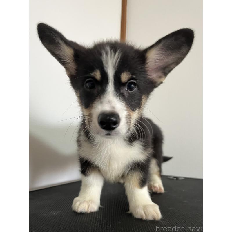 販売中の和歌山県のウェルシュコーギーペンブローク-418663の14枚目
