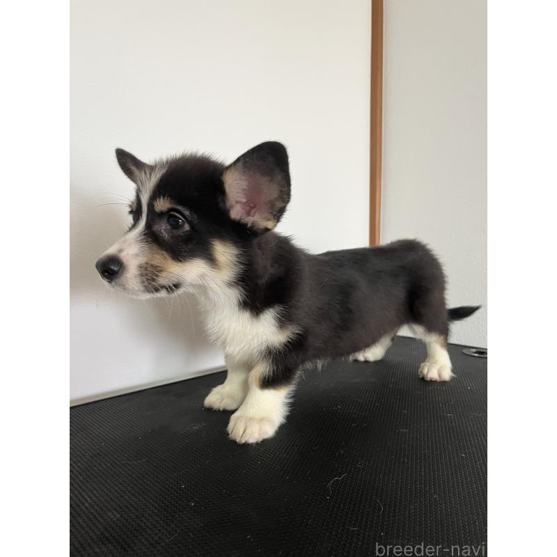 販売中の和歌山県のウェルシュコーギーペンブローク-418663の13枚目