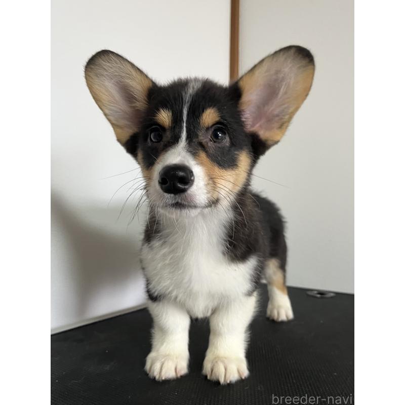 成約済の和歌山県のウェルシュコーギーペンブローク-418666の18枚目