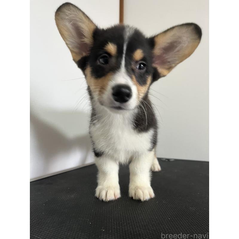 成約済の和歌山県のウェルシュコーギーペンブローク-418666の17枚目