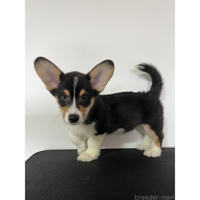 成約済の和歌山県のウェルシュコーギーペンブローク-418666の16枚目