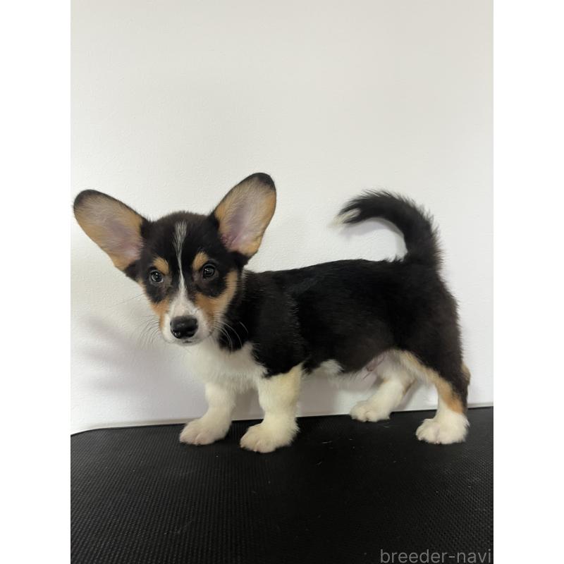 成約済の和歌山県のウェルシュコーギーペンブローク-418666の15枚目