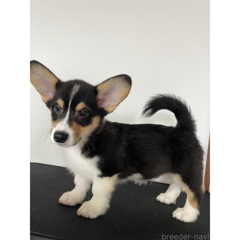 成約済の和歌山県のウェルシュコーギーペンブローク-418666の14枚目