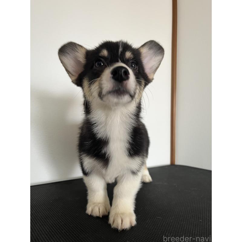 商談中の和歌山県のウェルシュコーギーペンブローク-418668の19枚目