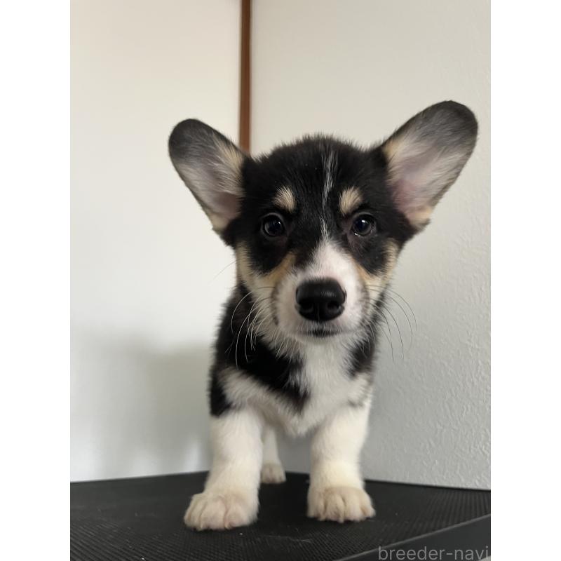 商談中の和歌山県のウェルシュコーギーペンブローク-418668の18枚目