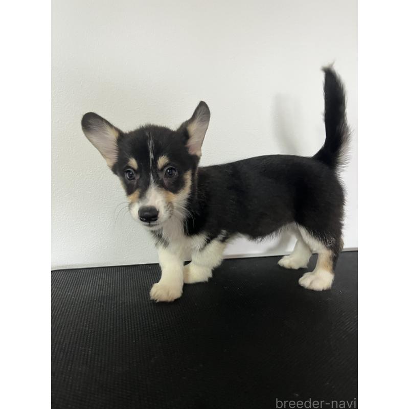 商談中の和歌山県のウェルシュコーギーペンブローク-418668の17枚目