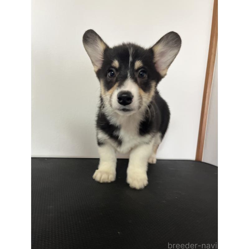 商談中の和歌山県のウェルシュコーギーペンブローク-418668の16枚目