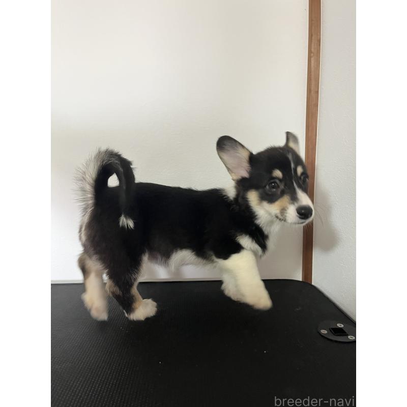 商談中の和歌山県のウェルシュコーギーペンブローク-418668の15枚目