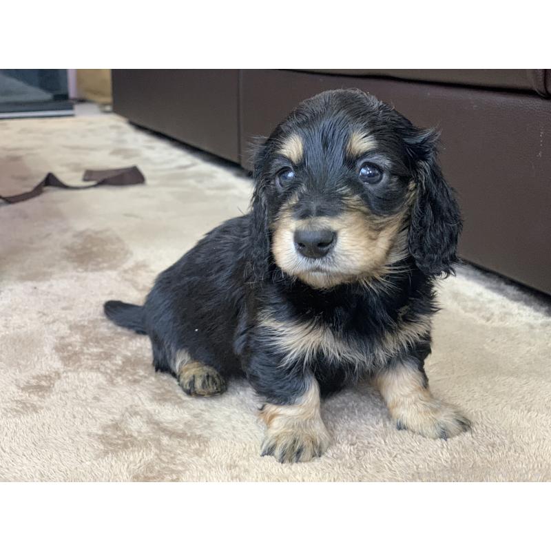 成約済の滋賀県のミニチュアダックスフンド(ロングヘアード)-428415の10枚目