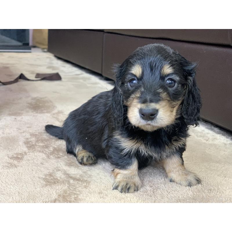 成約済の滋賀県のミニチュアダックスフンド(ロングヘアード)-428415の9枚目