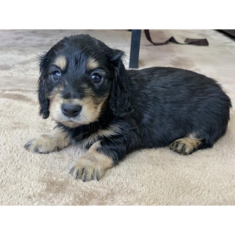 成約済の滋賀県のミニチュアダックスフンド(ロングヘアード)-428415の8枚目