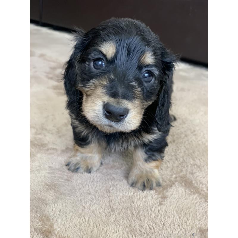 成約済の滋賀県のミニチュアダックスフンド(ロングヘアード)-428415の7枚目