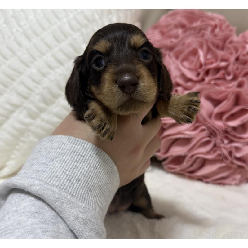 販売中の栃木県のミニチュアダックスフンド(ロングヘアード)-430251の4枚目