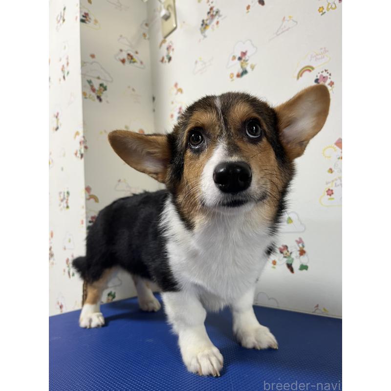 販売中の和歌山県のウェルシュコーギーペンブローク-394628の8枚目
