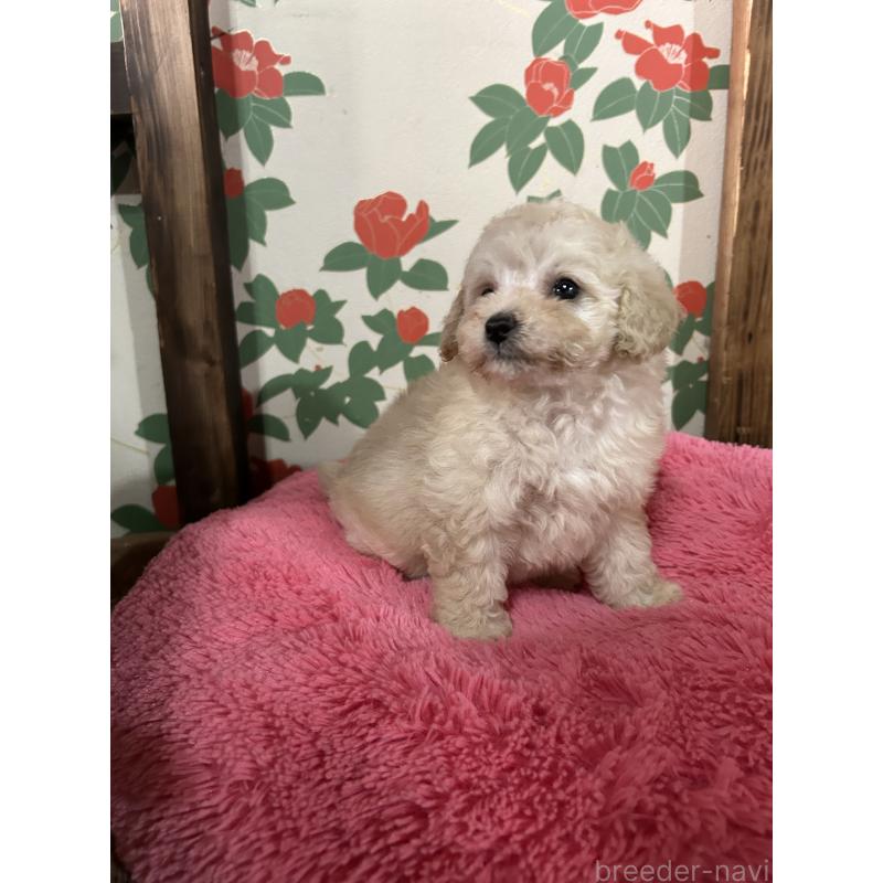 販売中の鹿児島県のタイニープードル-430252の9枚目