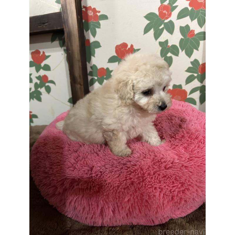 販売中の鹿児島県のタイニープードル-430252の8枚目