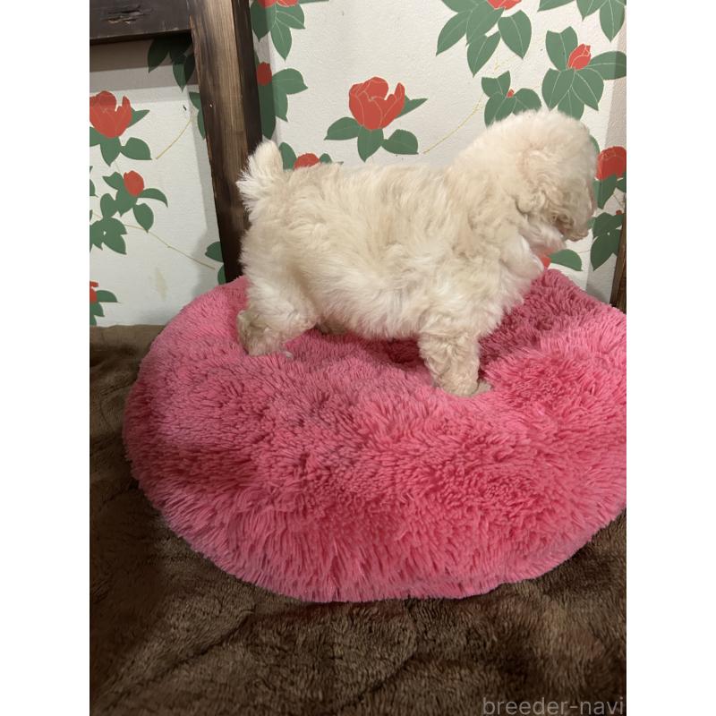 販売中の鹿児島県のタイニープードル-430252の7枚目