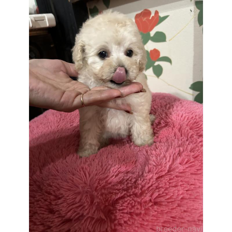 販売中の鹿児島県のタイニープードル-430252の6枚目