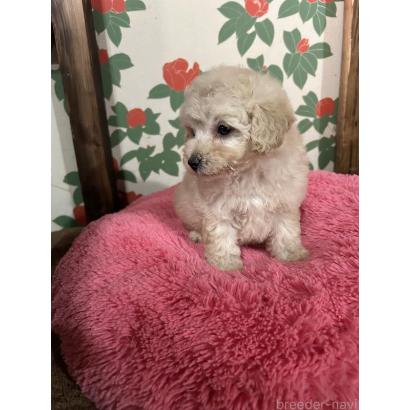 販売中の鹿児島県のタイニープードル-430252の5枚目