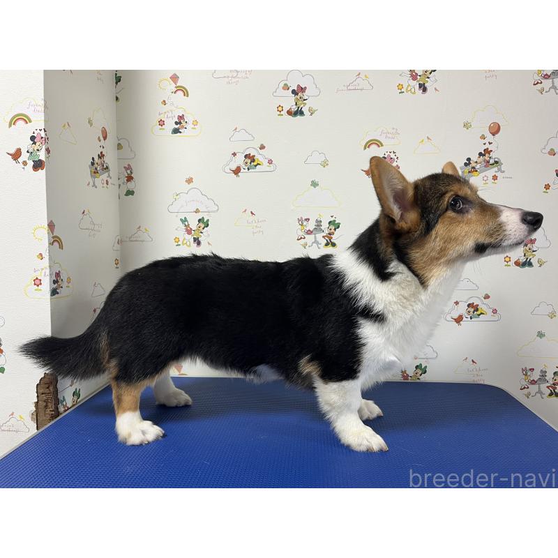販売中の和歌山県のウェルシュコーギーペンブローク-394628の7枚目