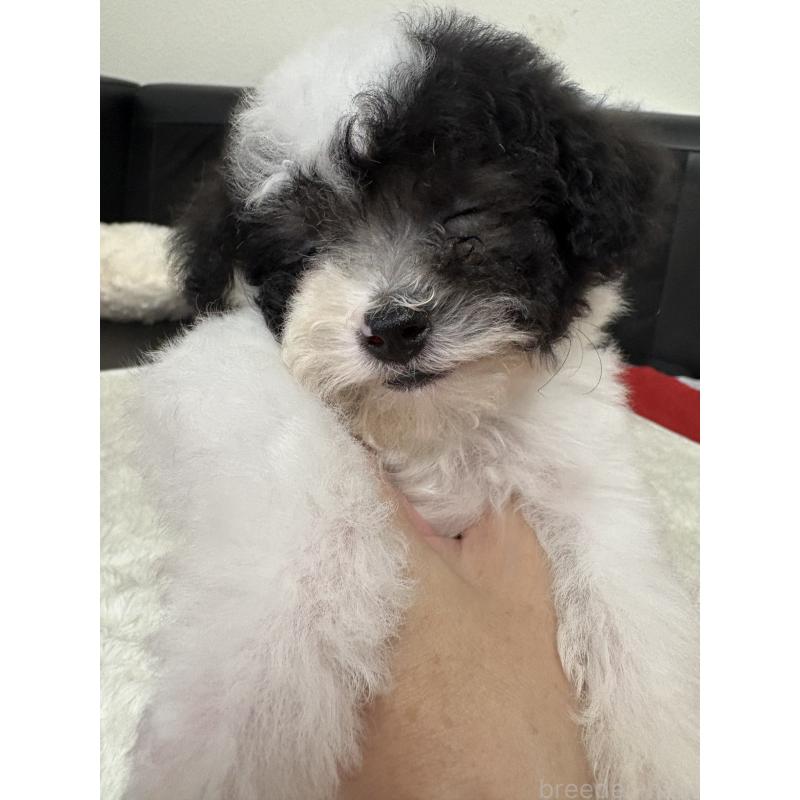 販売中の大阪府のトイプードル-422465の3枚目