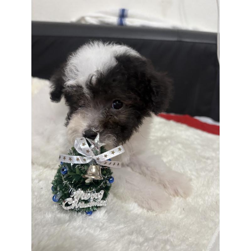 販売中の大阪府のトイプードル-422465の2枚目