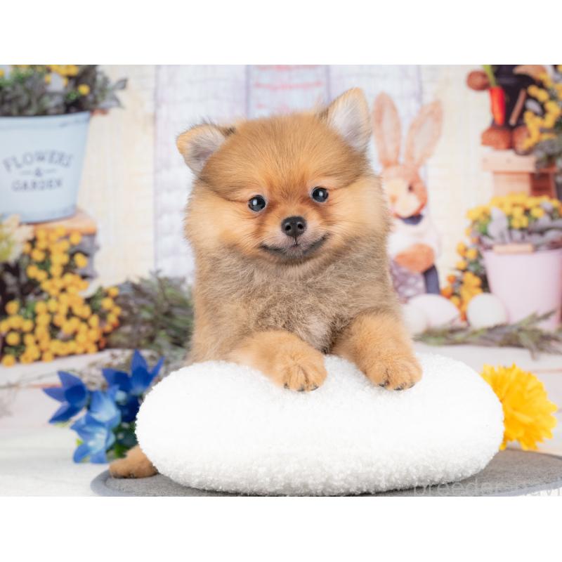 販売中の愛知県のポメラニアン-430253の4枚目